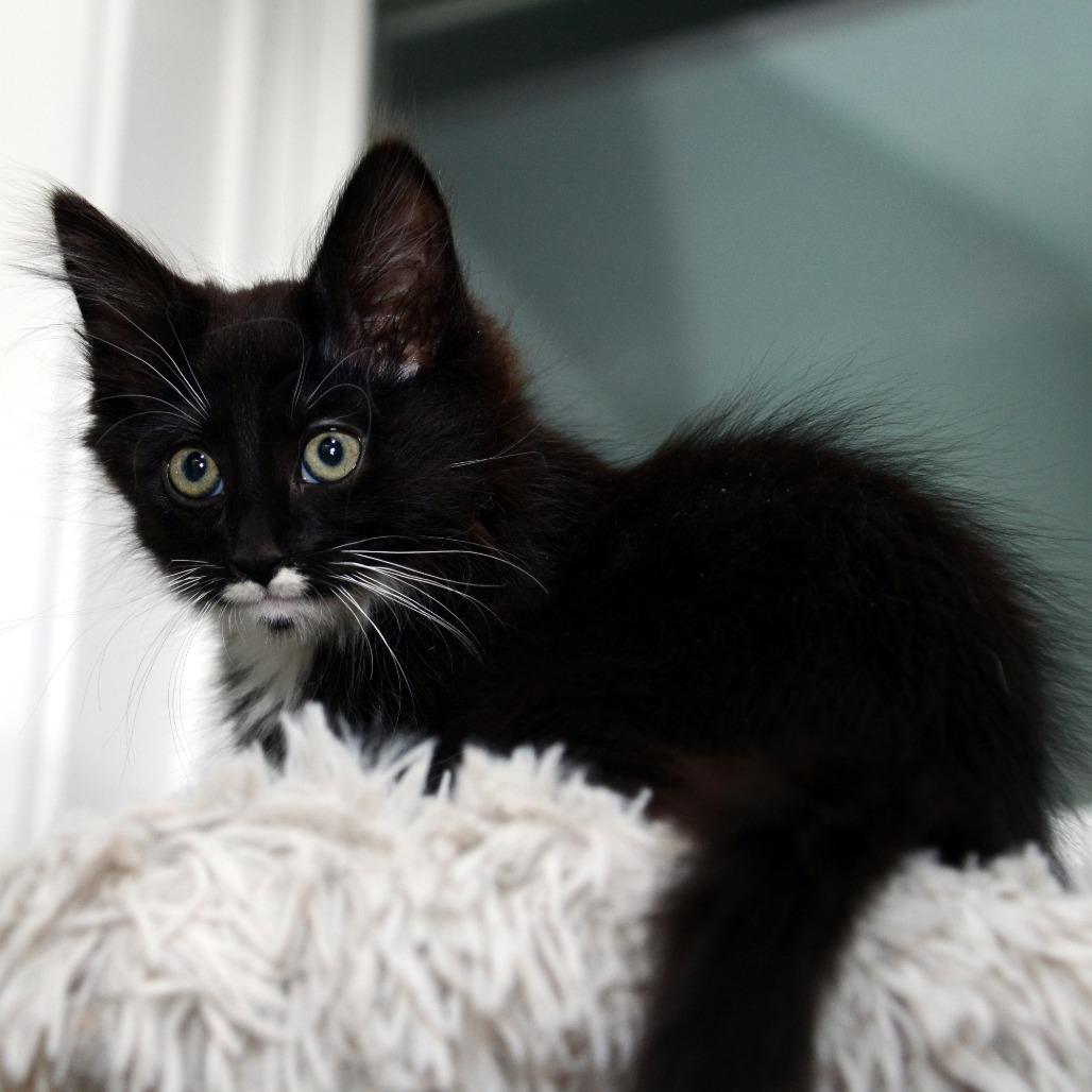 Georgia, Adoptable, Kitten Female Domestic Short Hair.