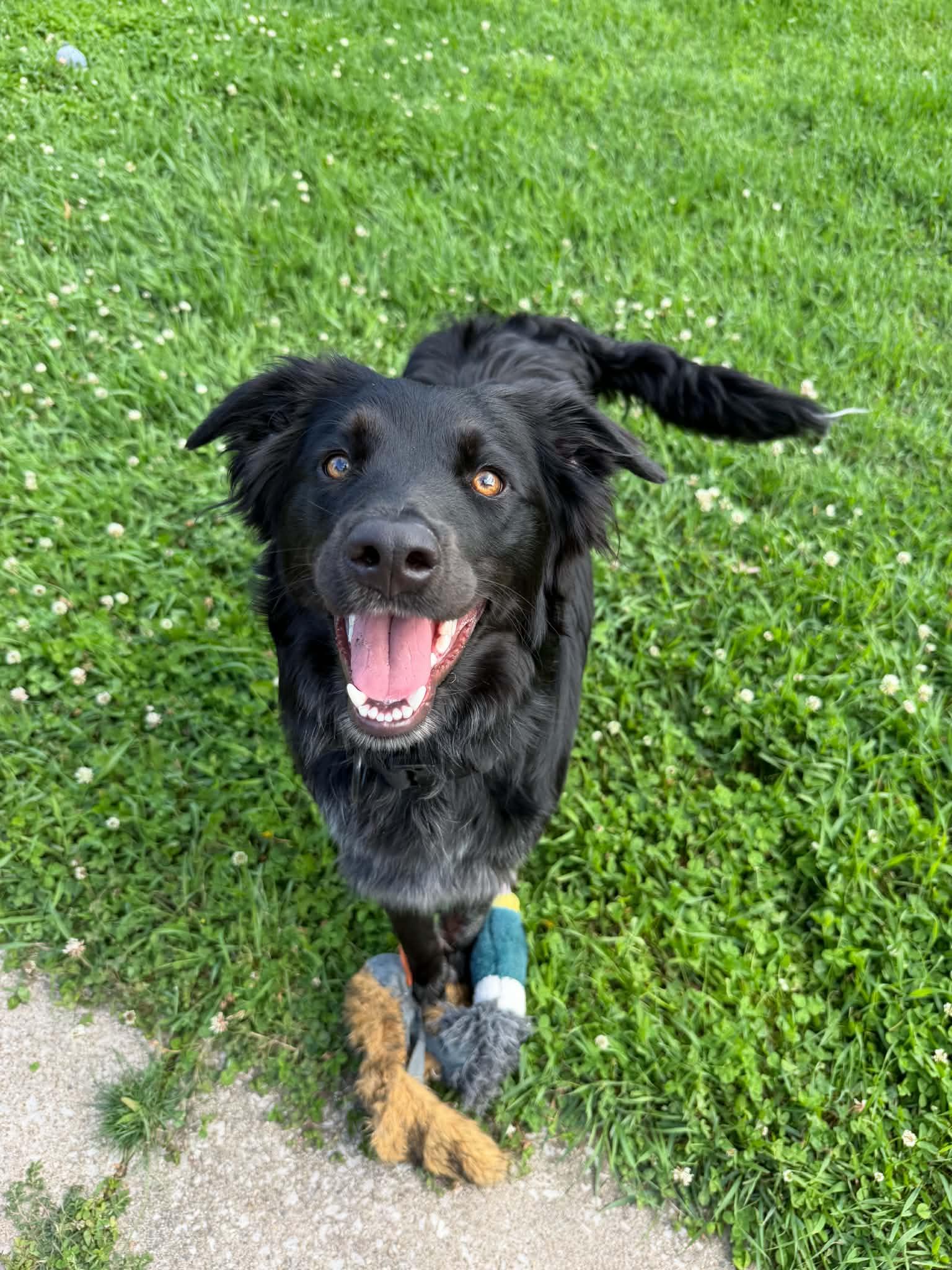 Enlarge Polaris, an adopted mixed breed in Grand Rapids, MI image 4/4