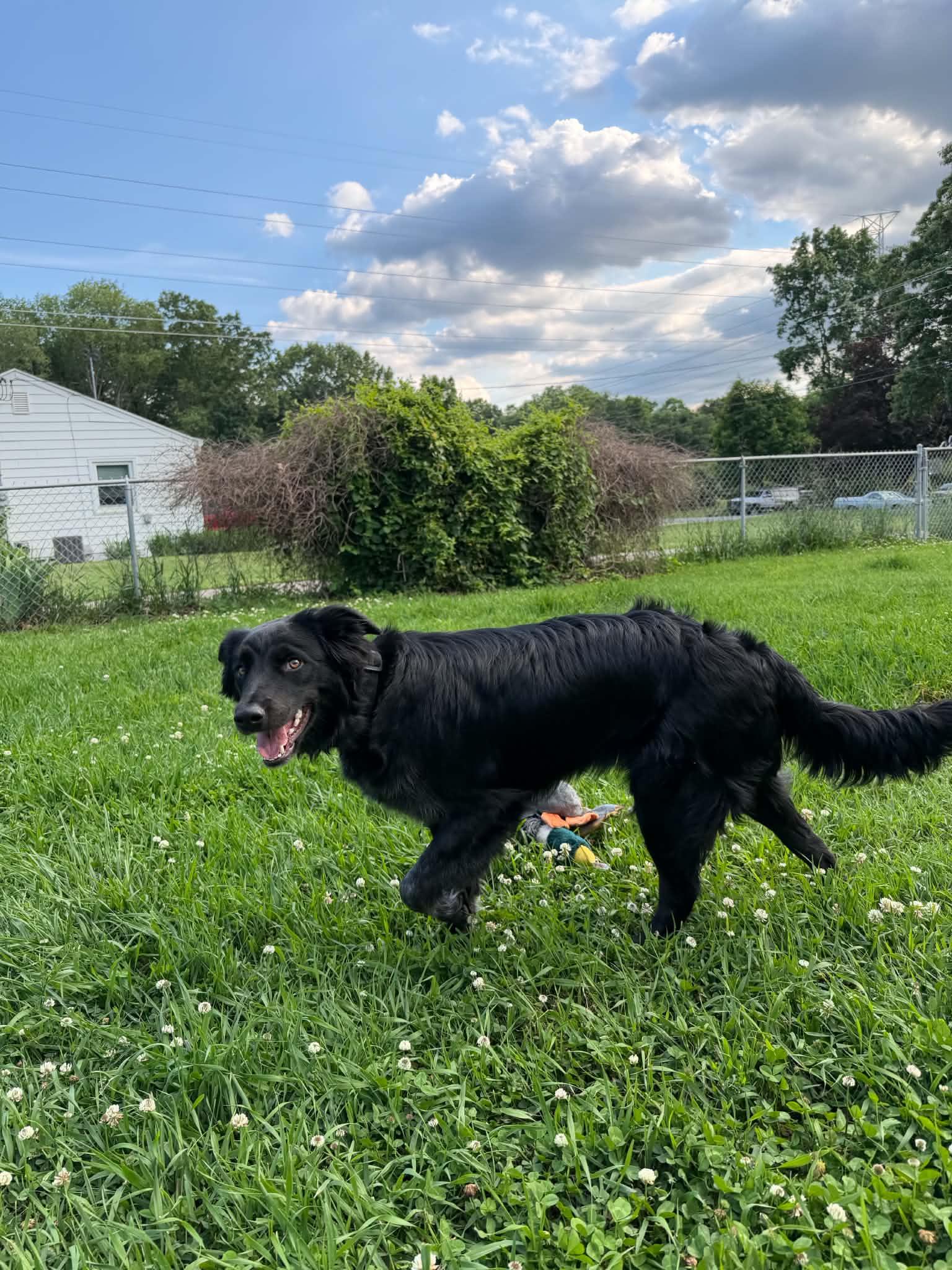 Enlarge Polaris, an adopted mixed breed in Grand Rapids, MI image 3/4