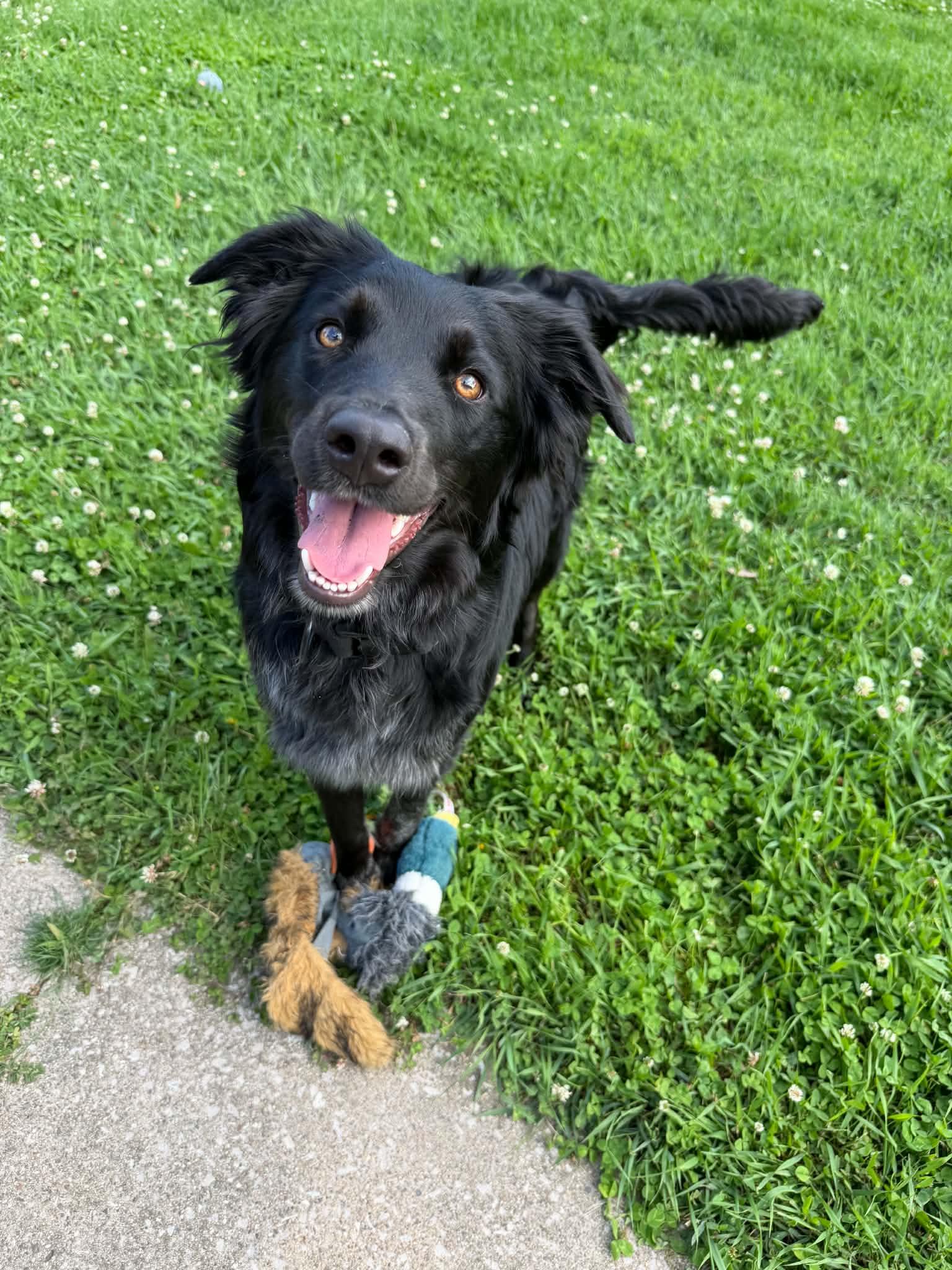 Enlarge Polaris, an adopted mixed breed in Grand Rapids, MI image 1/4