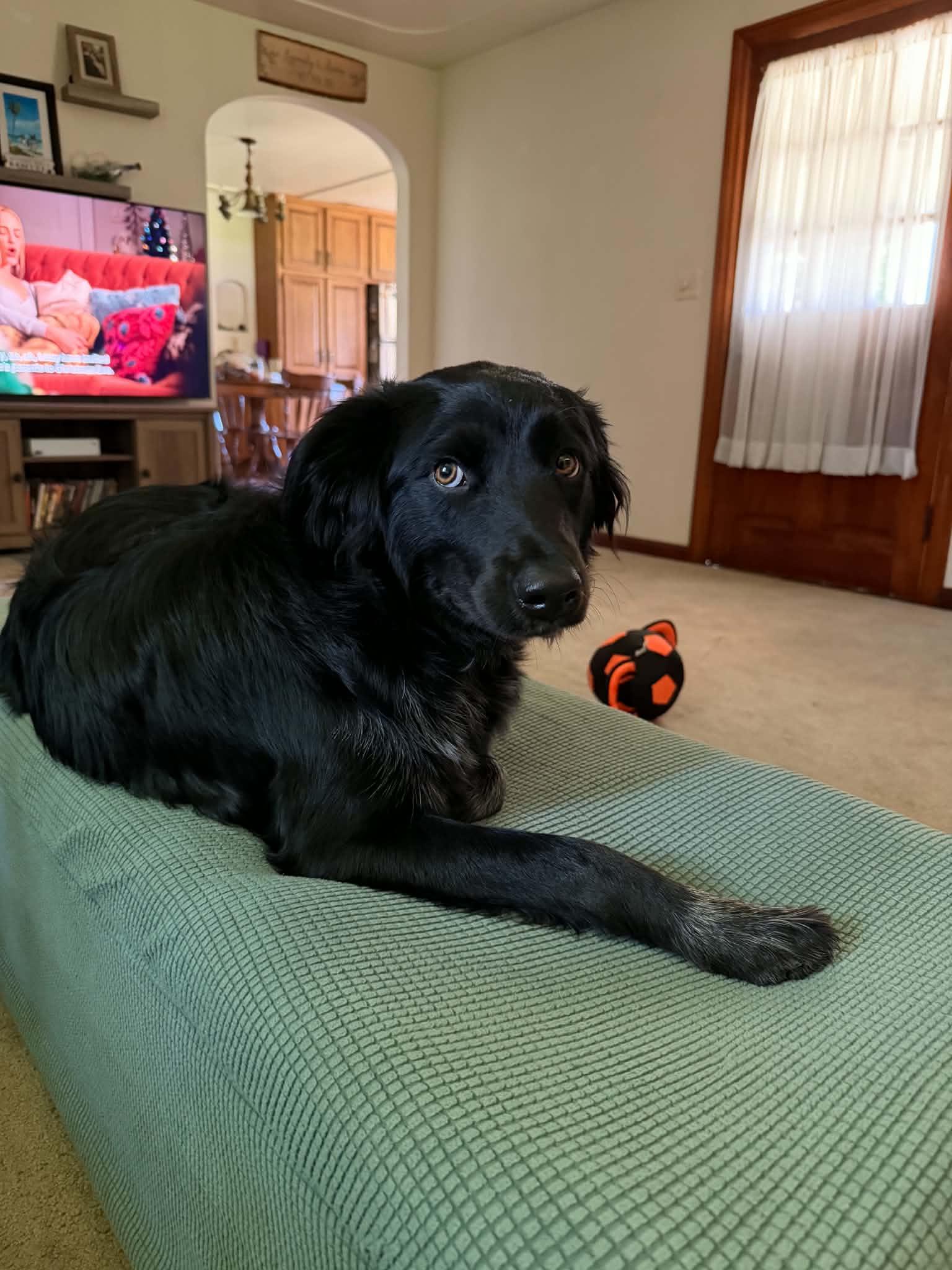 Enlarge Polaris, an adopted mixed breed in Grand Rapids, MI image 2/4
