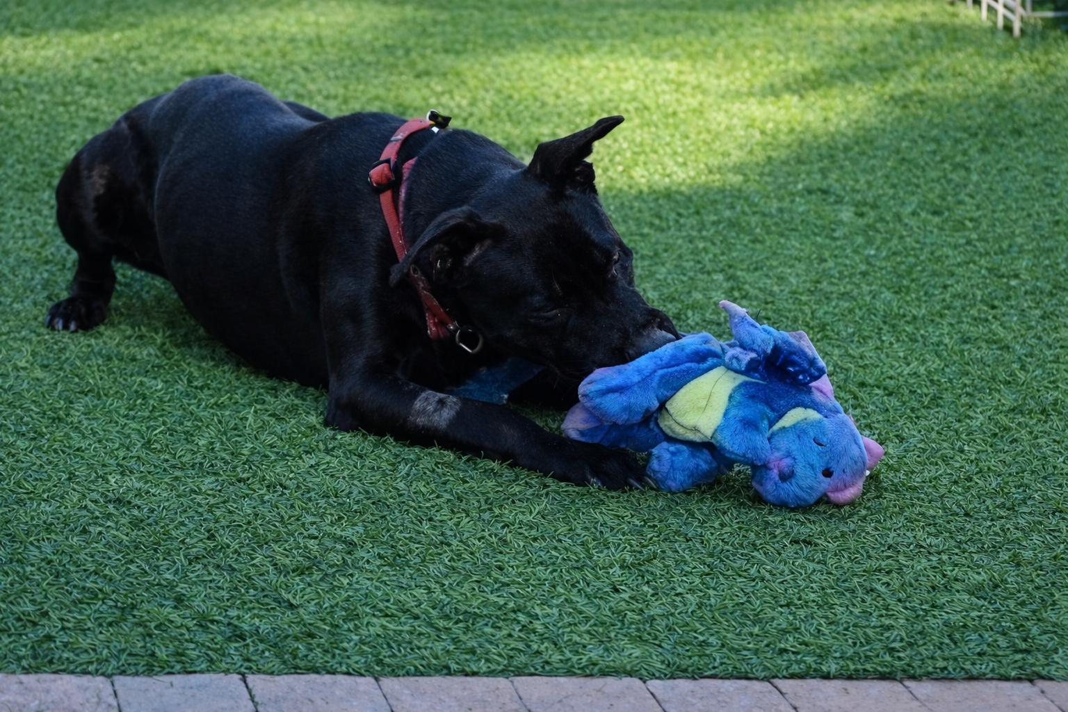 Enlarge Jazzie, an adopted mixed breed in Olympia, WA image 2/6