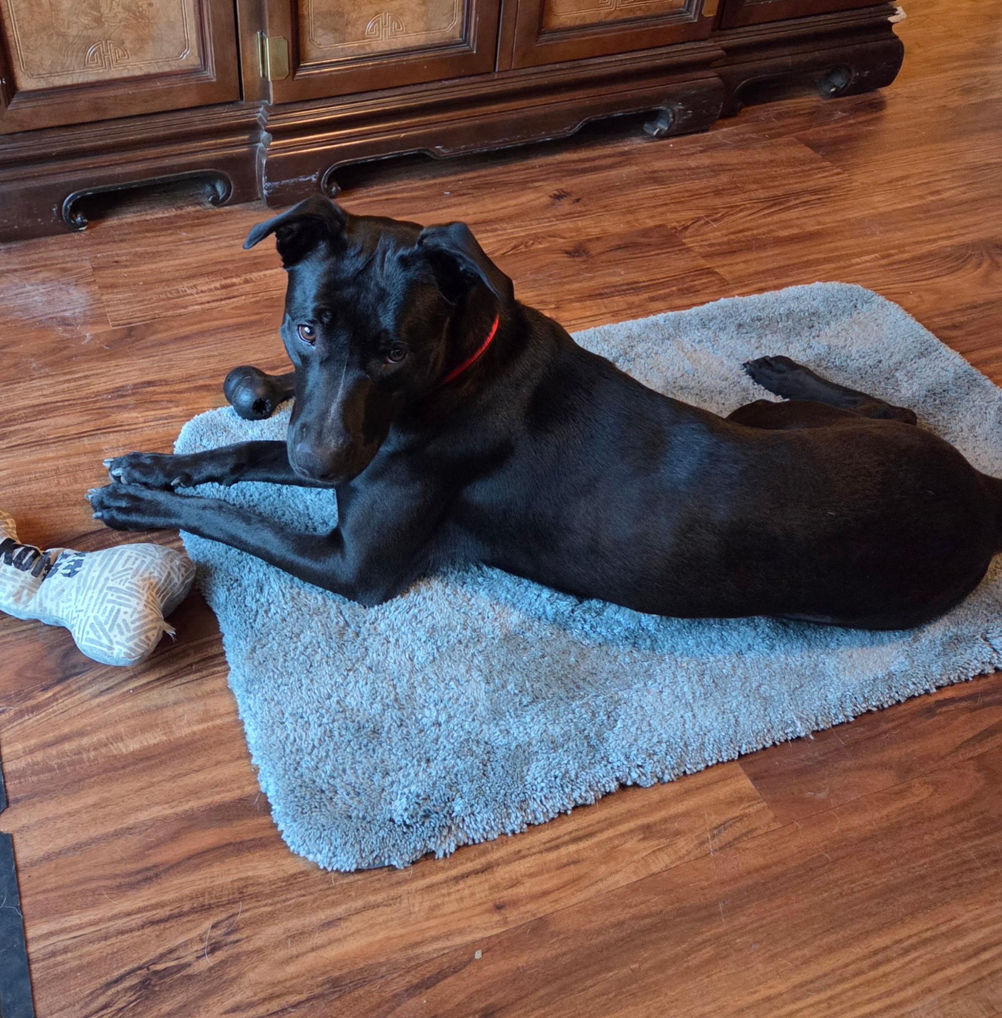 Jazzie, adopted, Young Female Belgian Shepherd / Malinois & American Staffordshire Terrier.