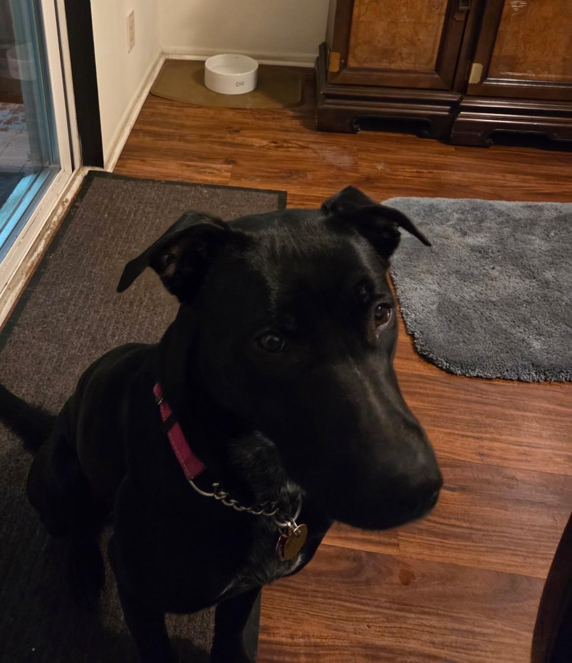 Enlarge Jazzie, an adopted mixed breed in Olympia, WA image 3/6