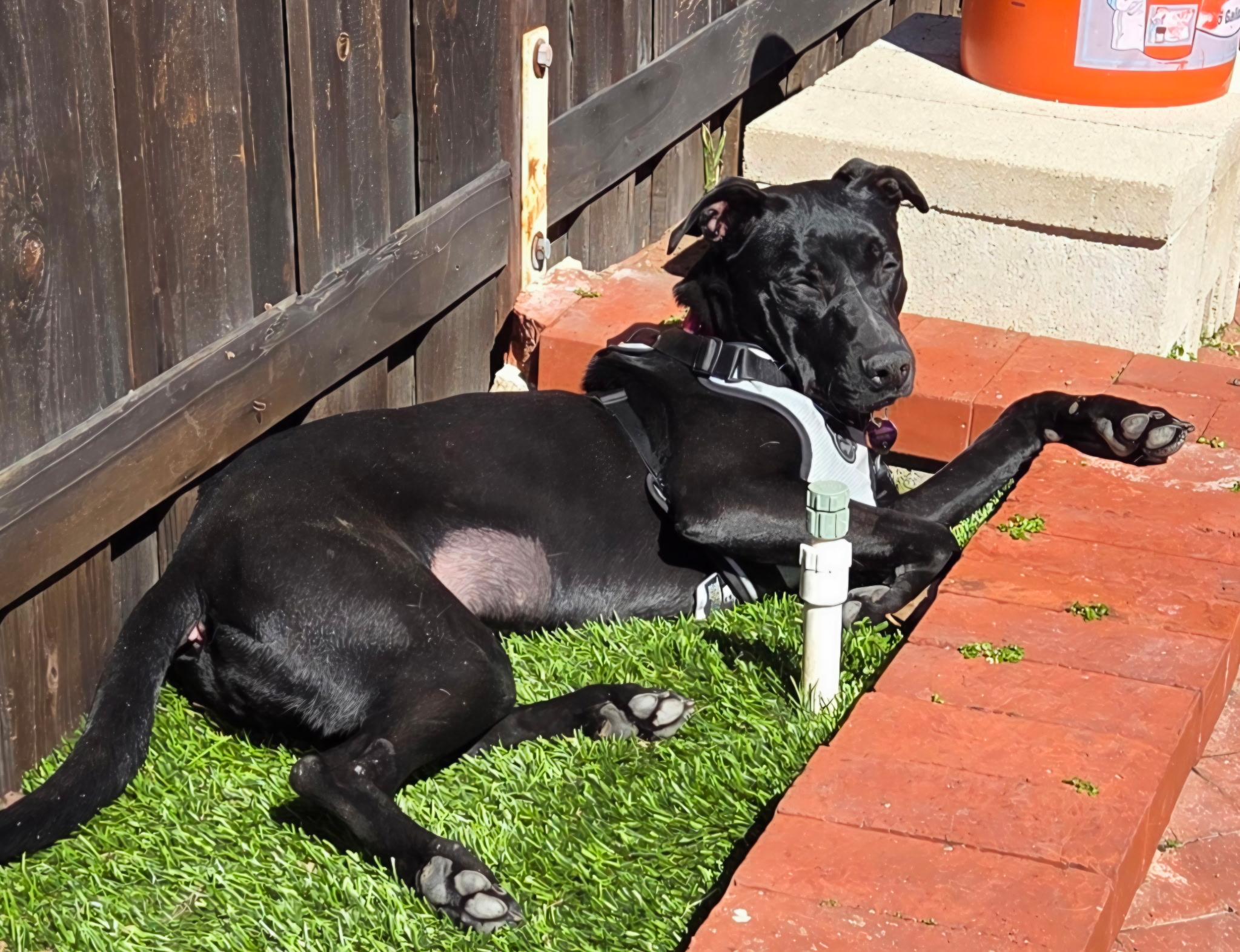 Enlarge Jazzie, an adopted mixed breed in Olympia, WA image 4/6
