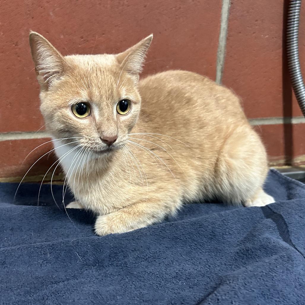 Enlarge (Found) Apple, a Adoptable Domestic Short Hair in Cabot, AR image 2/2