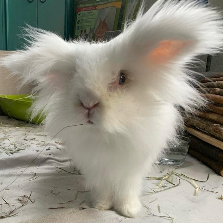 Enlarge Alpaca, a ADOPTABLE Angora Rabbit in Kemptville, ON image 1/5