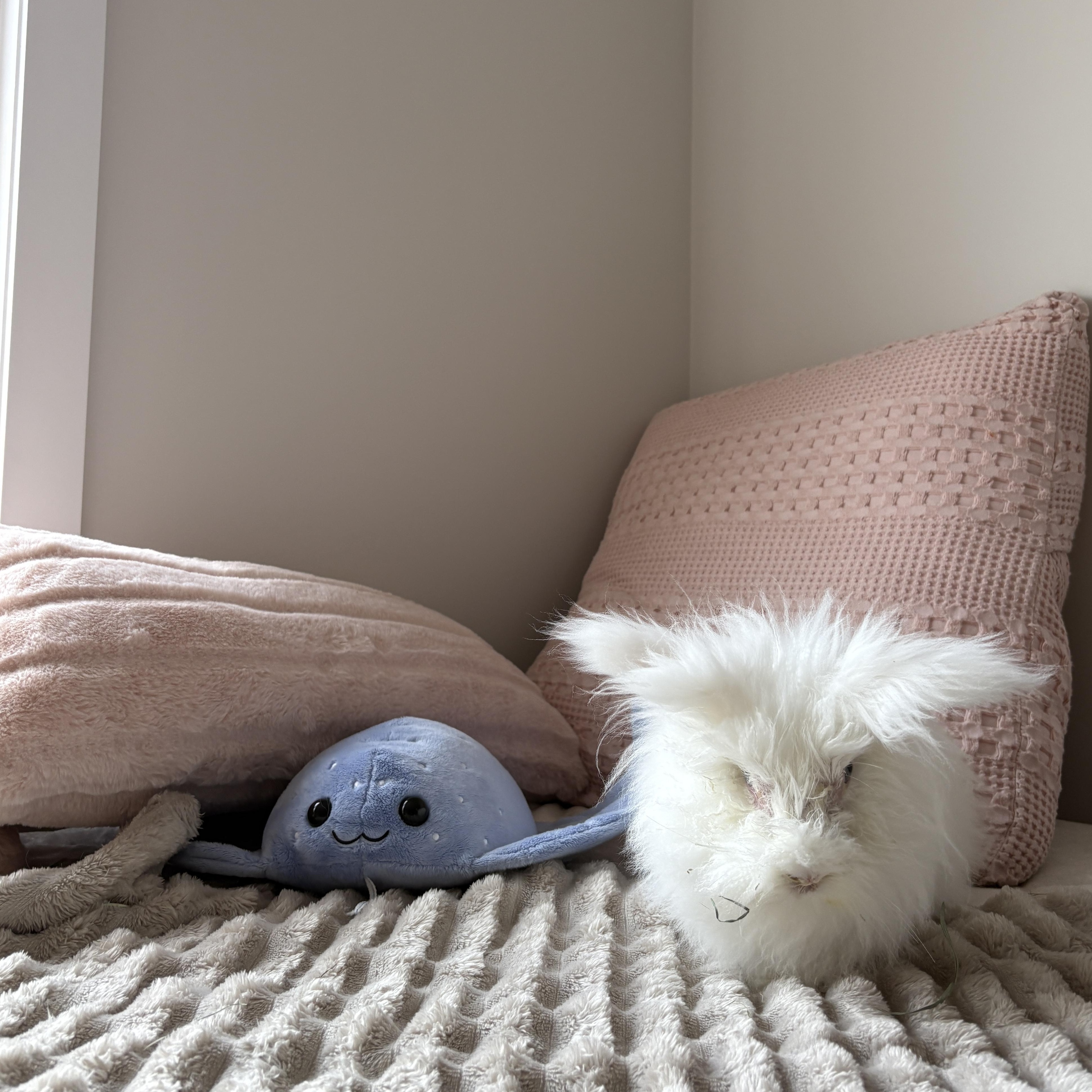 Enlarge Alpaca, a ADOPTABLE Angora Rabbit in Kemptville, ON image 2/5