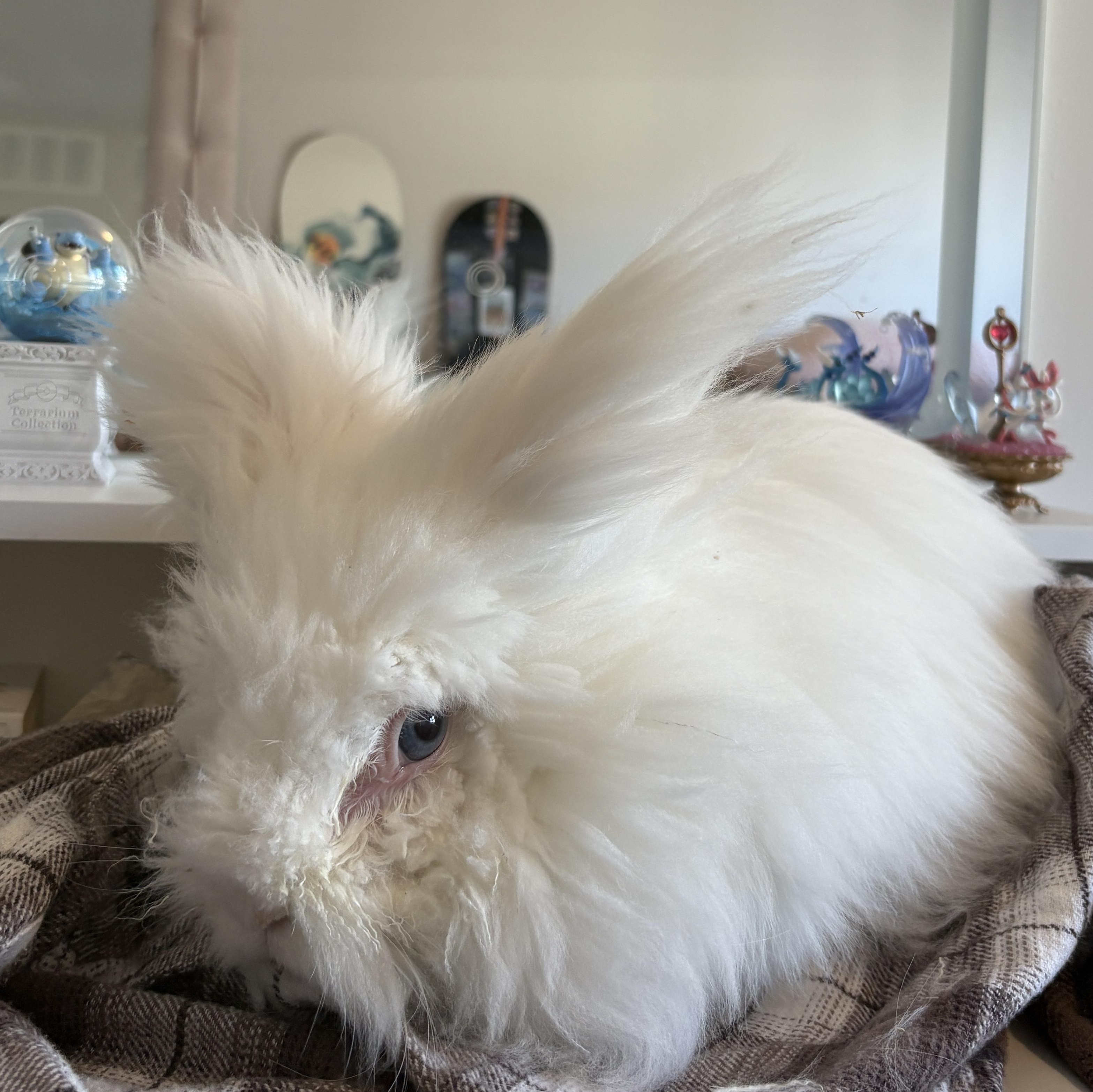 Enlarge Alpaca, a ADOPTABLE Angora Rabbit in Kemptville, ON image 3/5