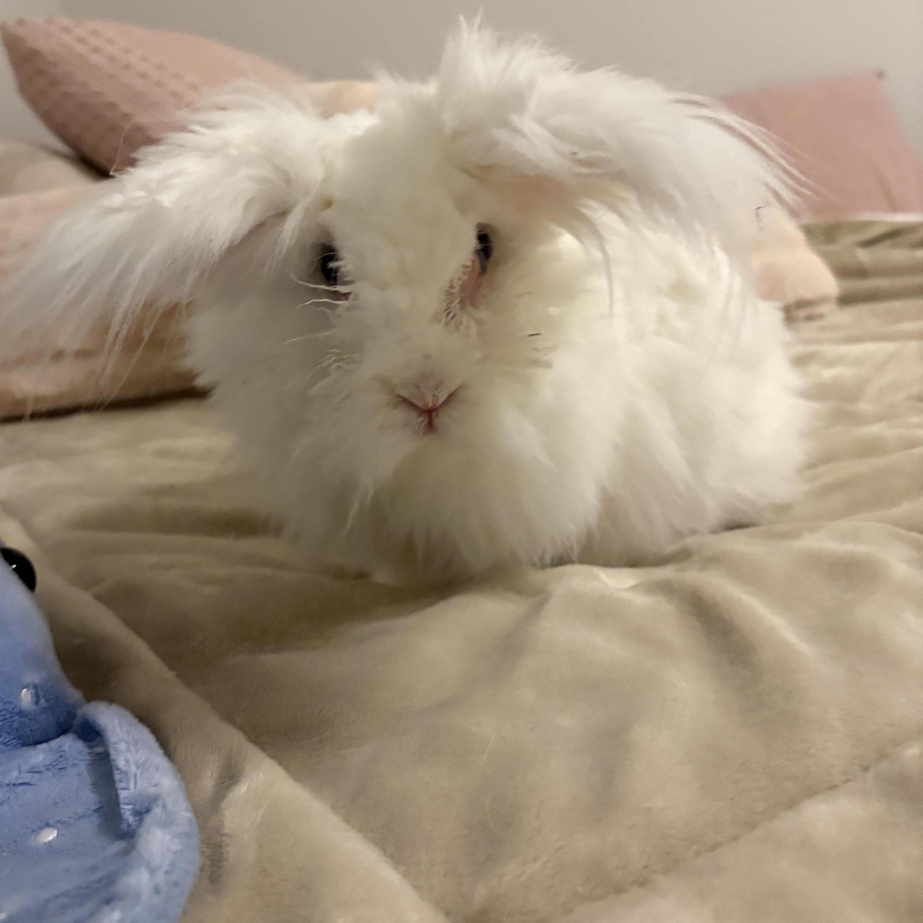 Enlarge Alpaca, a ADOPTABLE Angora Rabbit in Kemptville, ON image 5/5