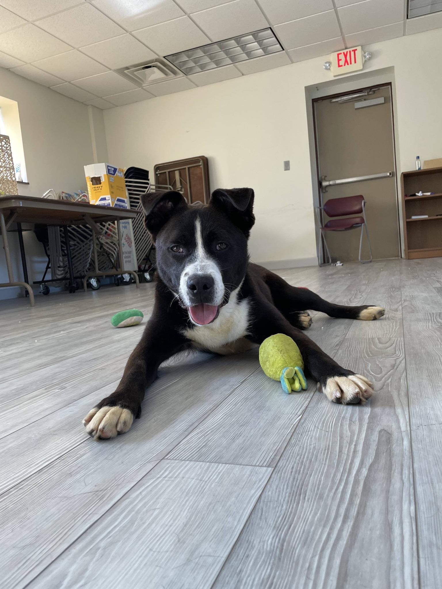 Enlarge King, a ADOPTABLE Pit Bull Terrier in South Bend, IN image 2/3