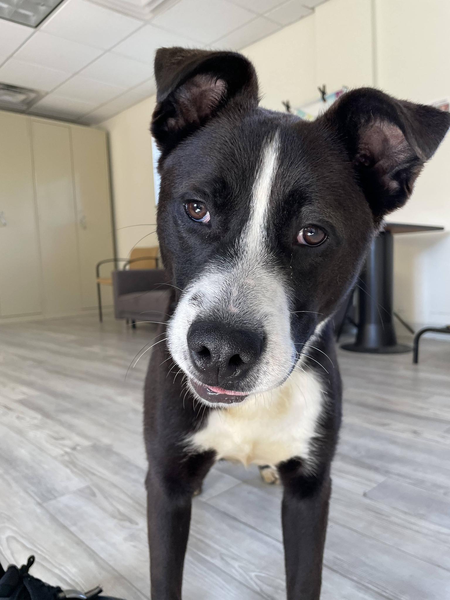 King, ADOPTABLE, Adult Male Pit Bull Terrier.