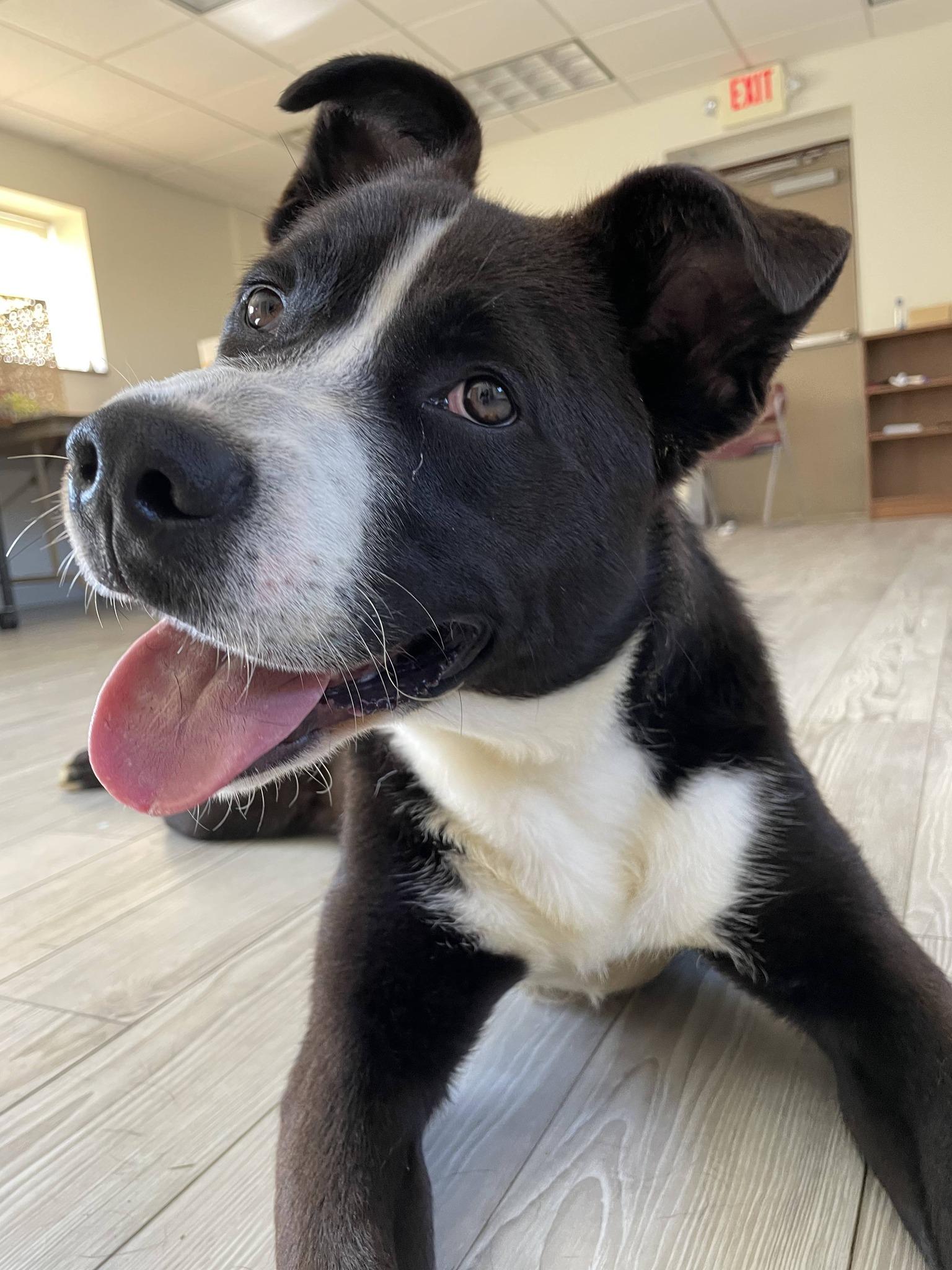 Enlarge King, a ADOPTABLE Pit Bull Terrier in South Bend, IN image 3/3