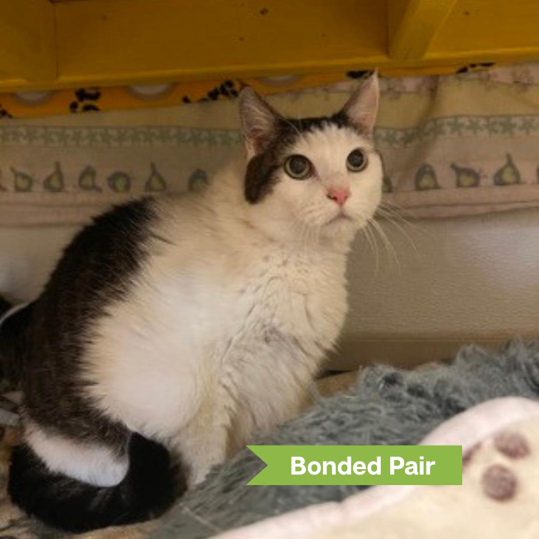 May (bonded w/ June), Adoptable, Senior Female Domestic Short Hair.
