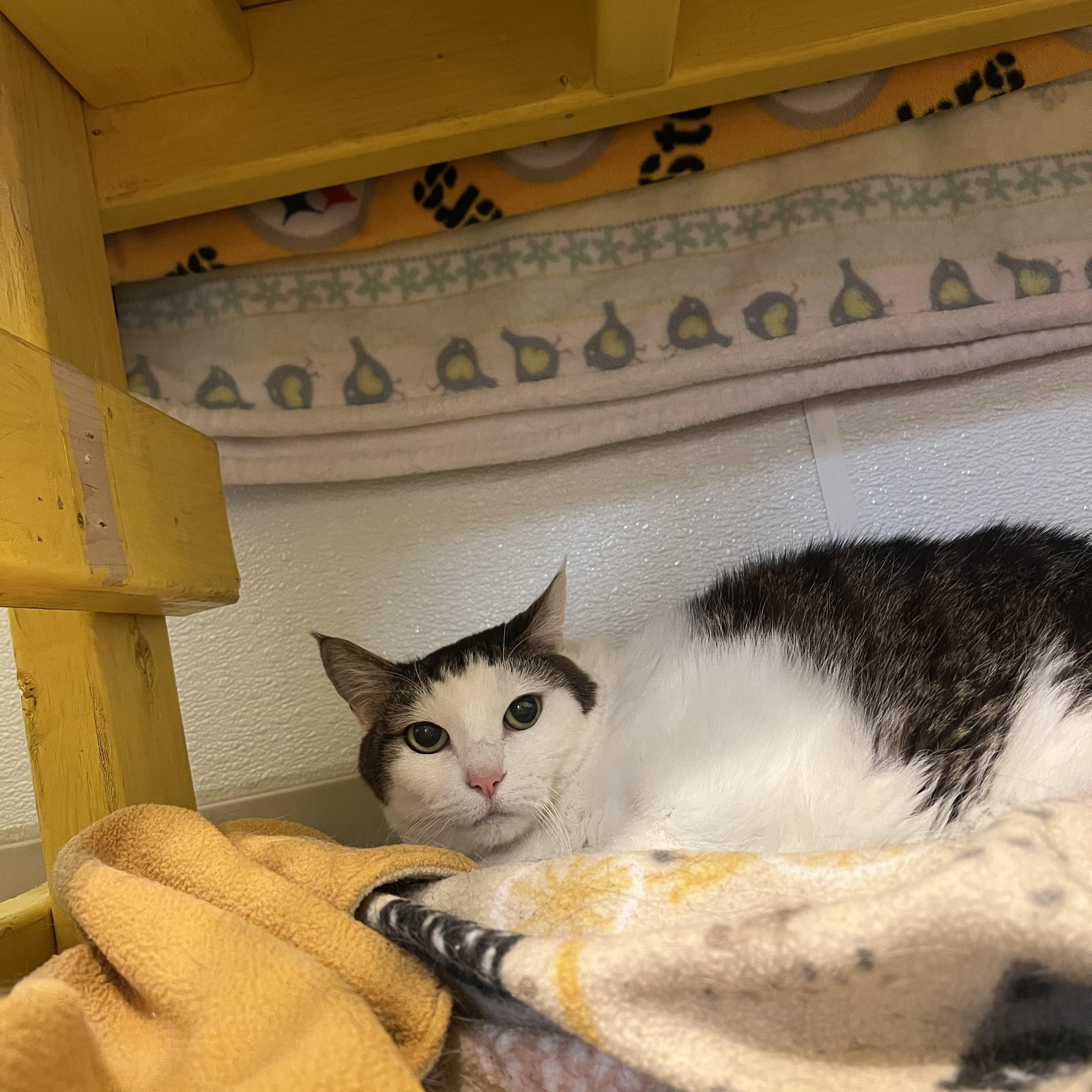 May (bonded w/ June), Adoptable, Senior Female Domestic Short Hair.