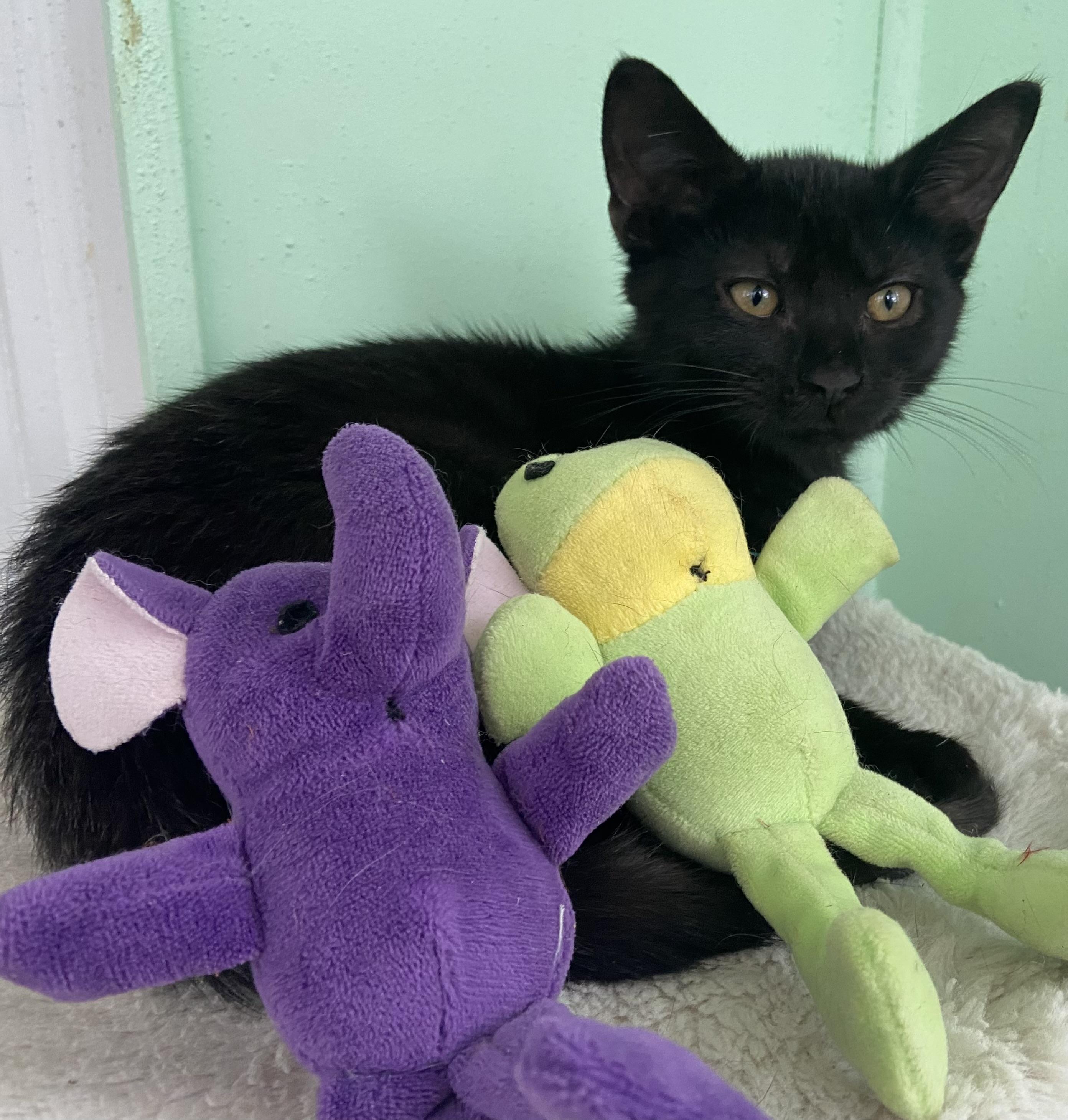 Dottie, Adoptable, Kitten Female Domestic Short Hair.