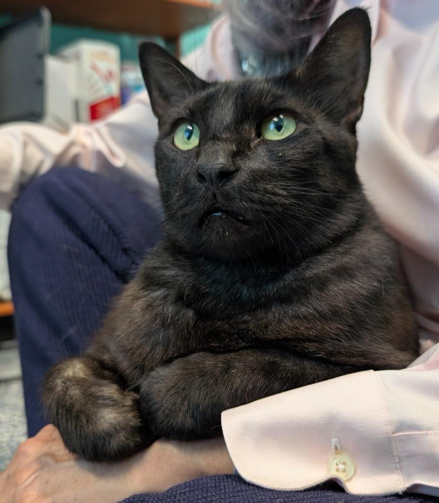 Enlarge Big Teddy, a Adoptable mixed breed in Magnolia, TX image 2/2