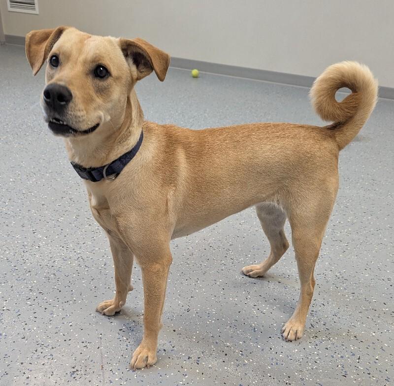Nova, Adoptable, Adult Female Labrador Retriever & Basenji.
