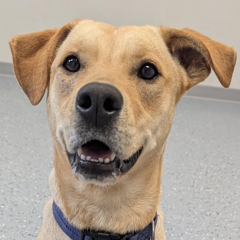 Nova, a Adoptable mixed breed in Yankton, SD image 2/6