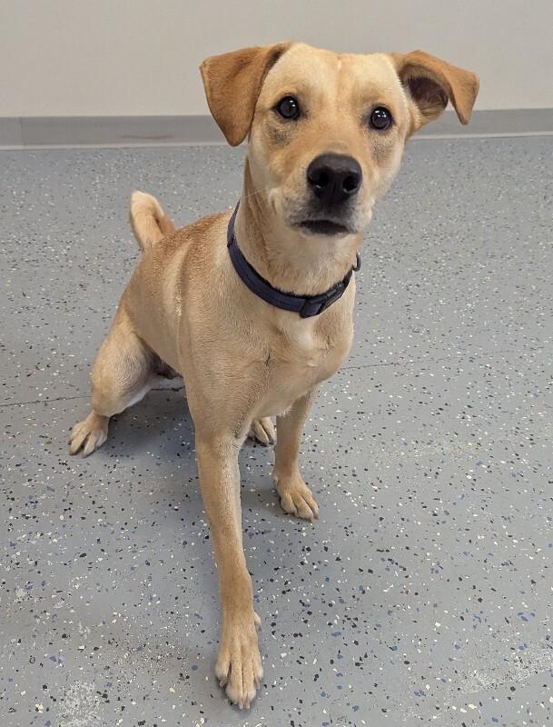 Nova, a Adoptable mixed breed in Yankton, SD image 3/6