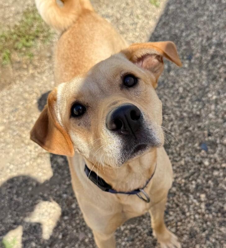 Nova, a Adoptable mixed breed in Yankton, SD image 4/6