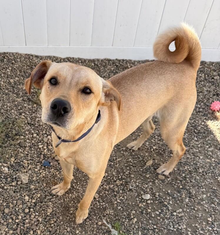 Nova, a Adoptable mixed breed in Yankton, SD image 5/6