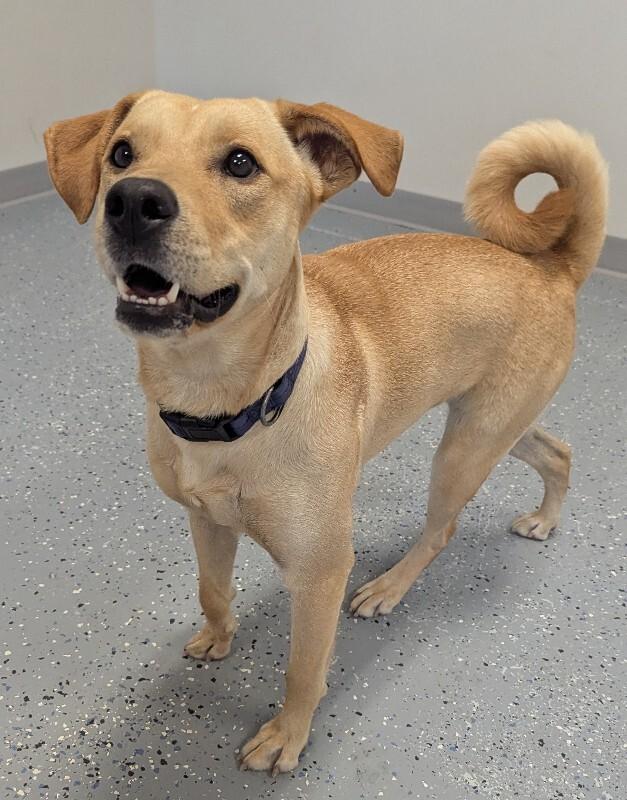Nova, a Adoptable mixed breed in Yankton, SD image 6/6