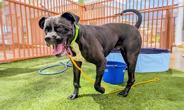 RUCUS, Adoptable, Adult Male Boxer & Mixed Breed.