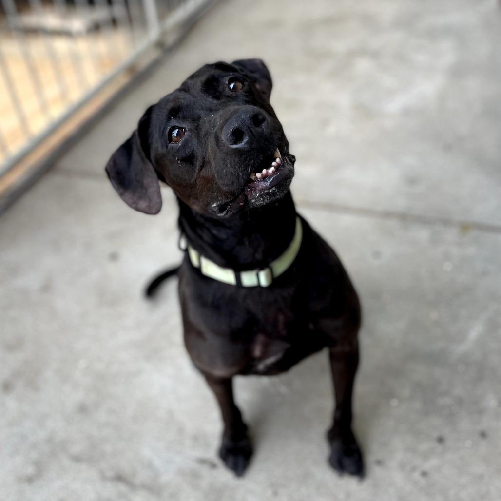 Delilah, Adoptable, Senior Female Labrador Retriever.