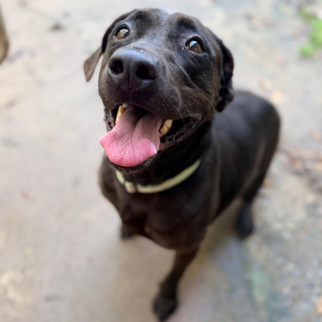 Enlarge Delilah, a Adoptable Labrador Retriever in Columbus, GA image 1/5