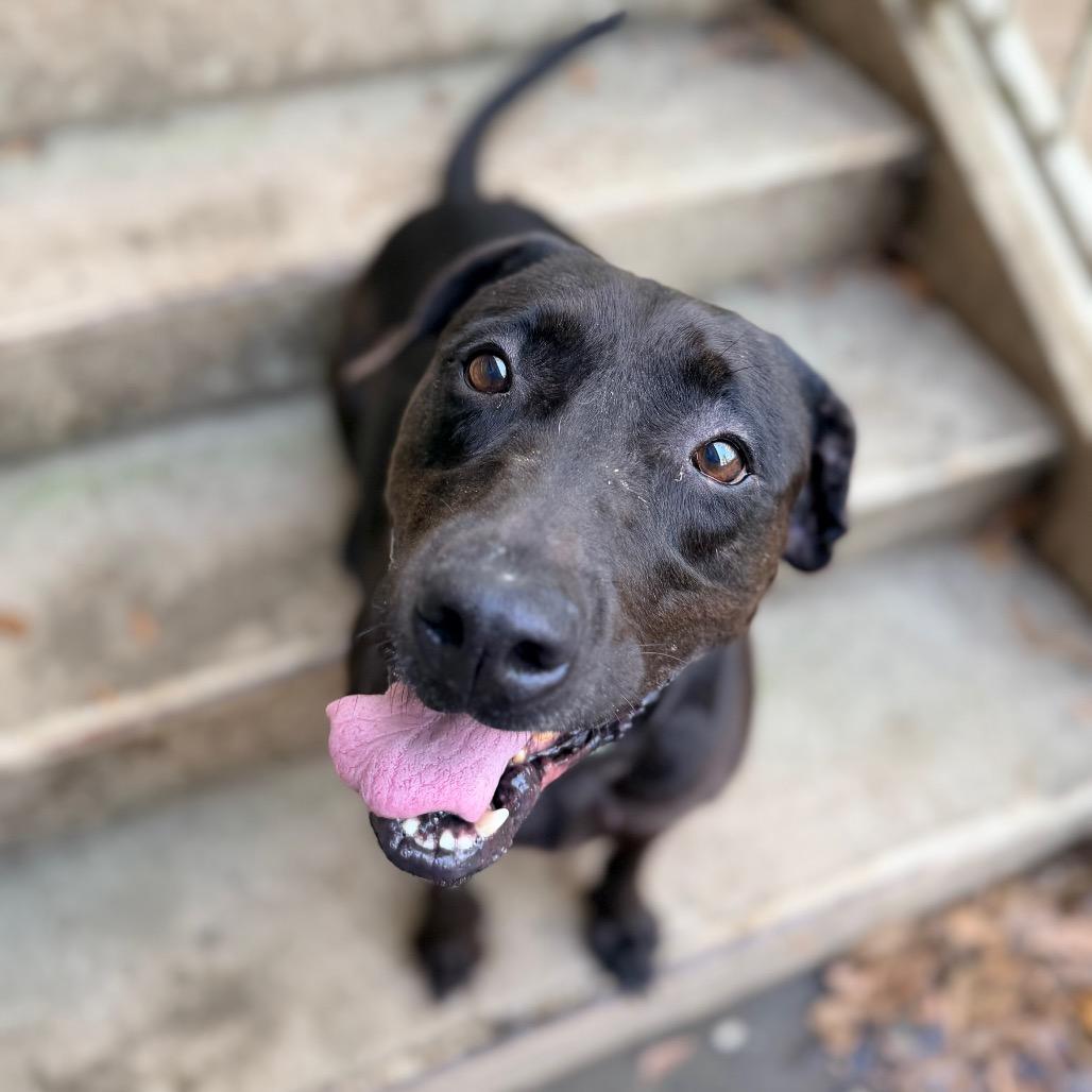 Enlarge Delilah, a Adoptable Labrador Retriever in Columbus, GA image 2/5