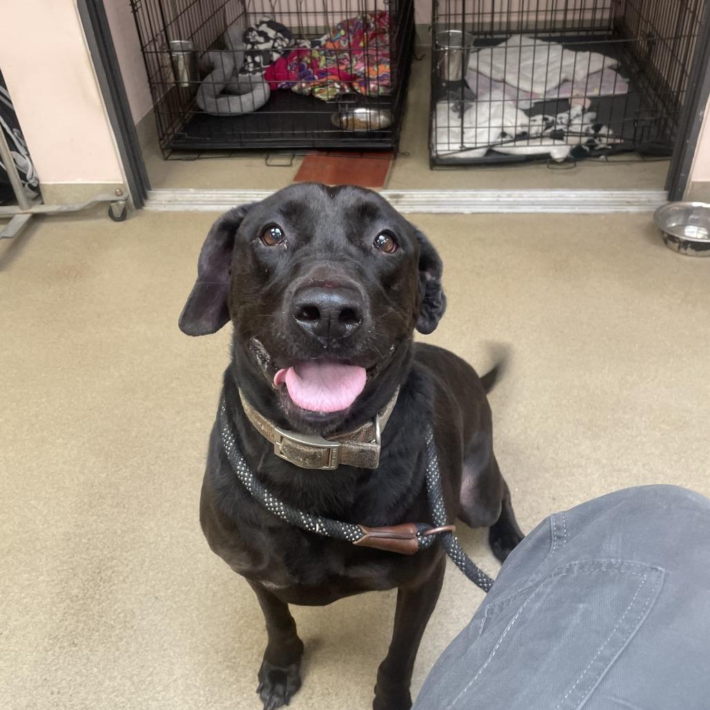 Enlarge Delilah, a Adoptable Labrador Retriever in Columbus, GA image 3/5