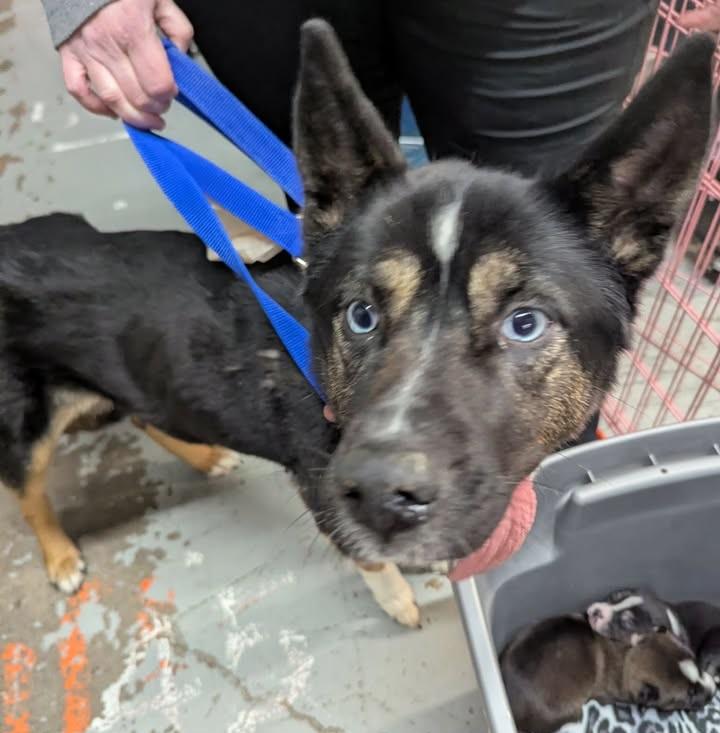 Enlarge Raven, a ADOPTABLE mixed breed in Winnipeg, MB image 3/3