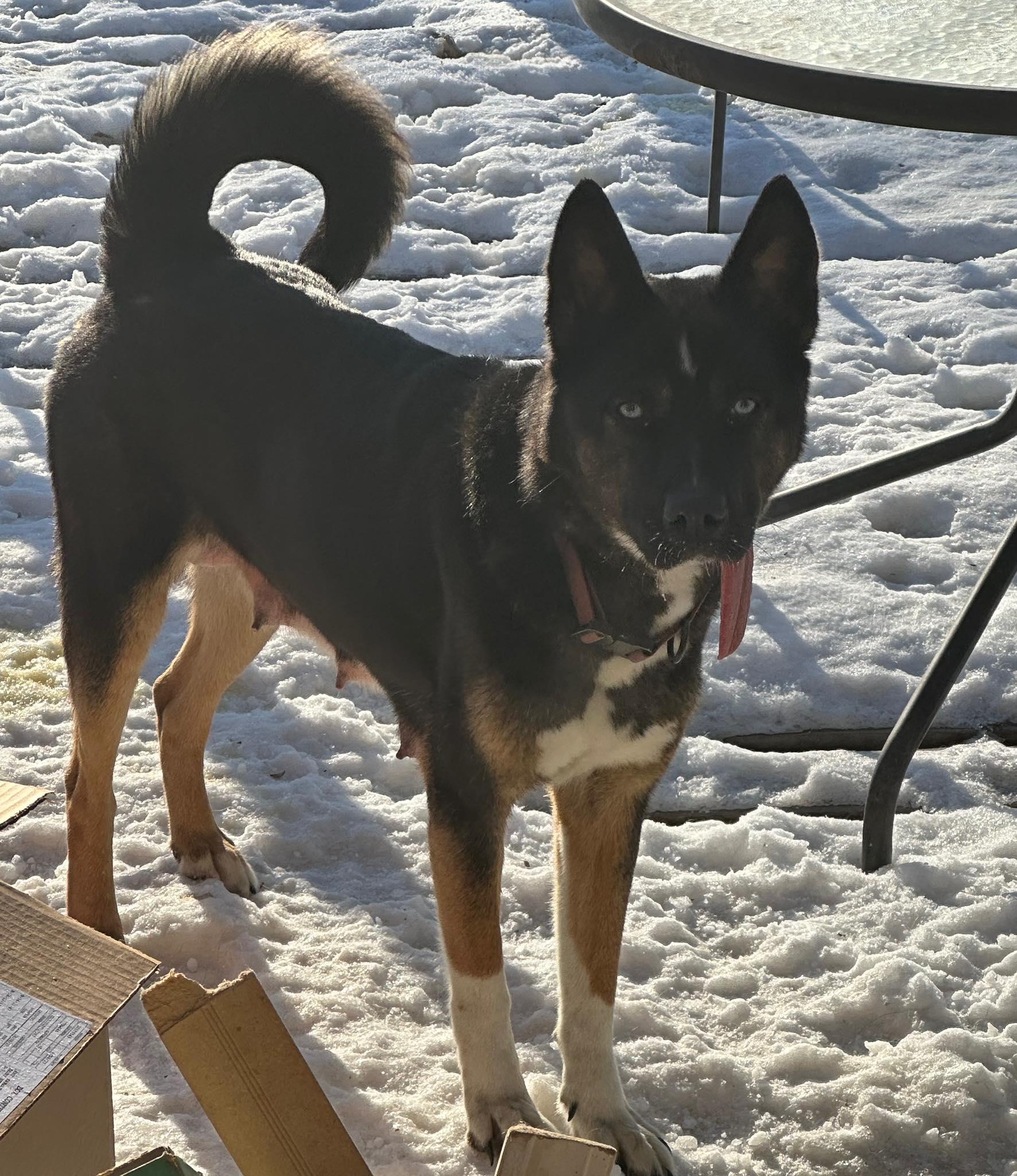 Raven, ADOPTABLE, Young Female German Shepherd Dog.