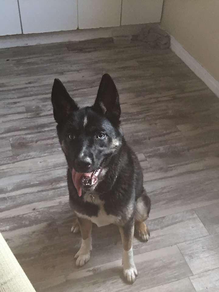 Raven, ADOPTABLE, Young Female German Shepherd Dog.