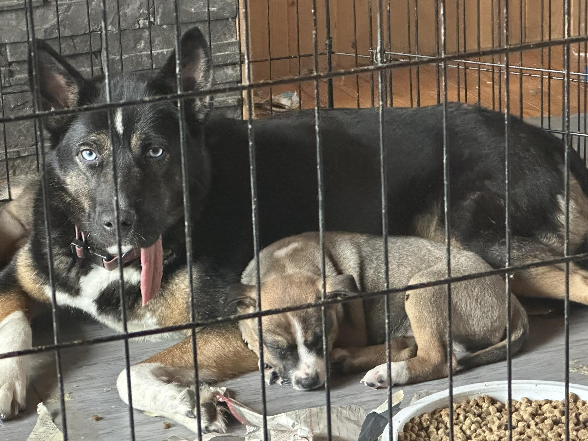 Raven, a ADOPTABLE mixed breed in Winnipeg, MB image 2/4