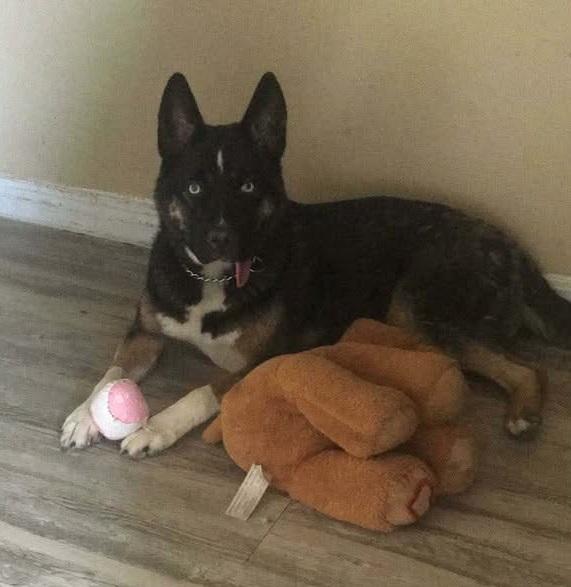 Enlarge Raven, a ADOPTABLE mixed breed in Winnipeg, MB image 2/3