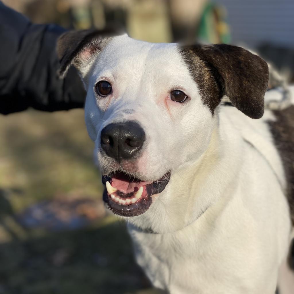 Enlarge Lilly, a Adoptable Terrier in Calverton, NY image 1/6