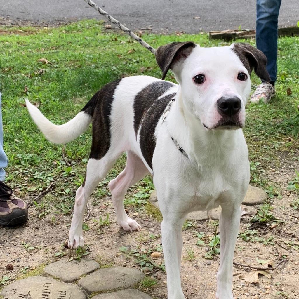 Enlarge Lilly, a Adoptable Terrier in Calverton, NY image 4/6