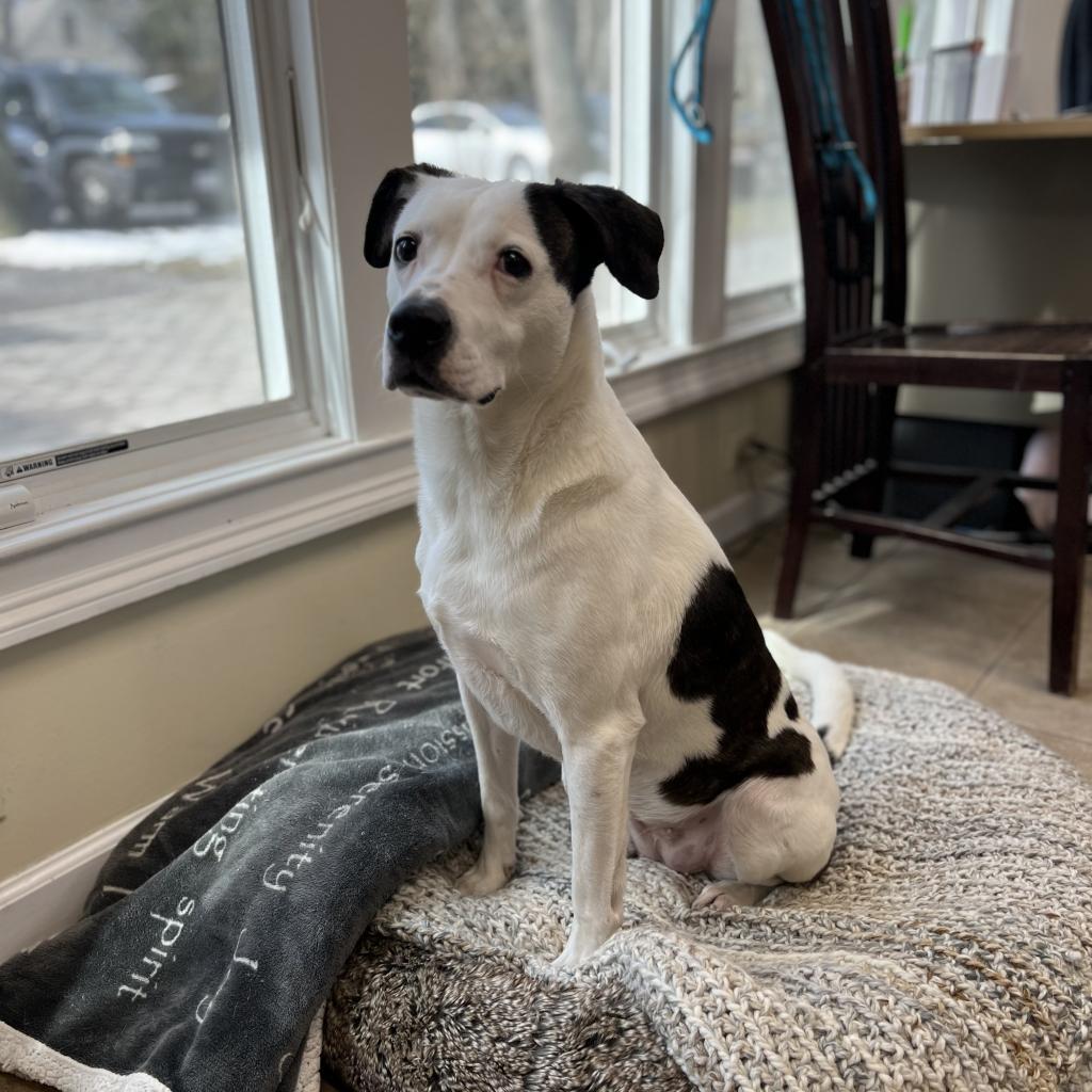 Enlarge Lilly, a Adoptable Terrier in Calverton, NY image 6/6