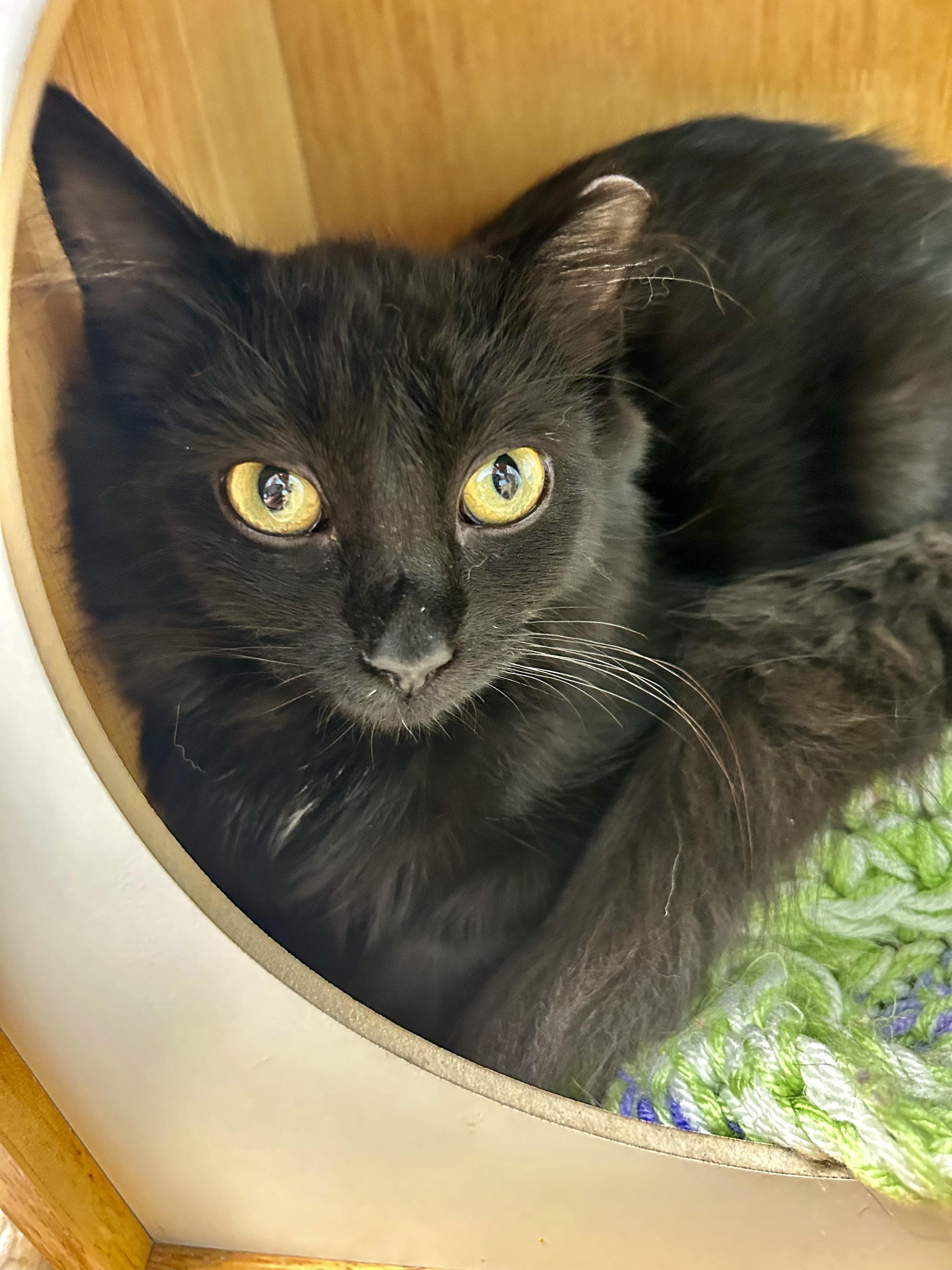 Enlarge Dolly, a Adoptable Domestic Short Hair in Grand Rapids, MI image 1/6