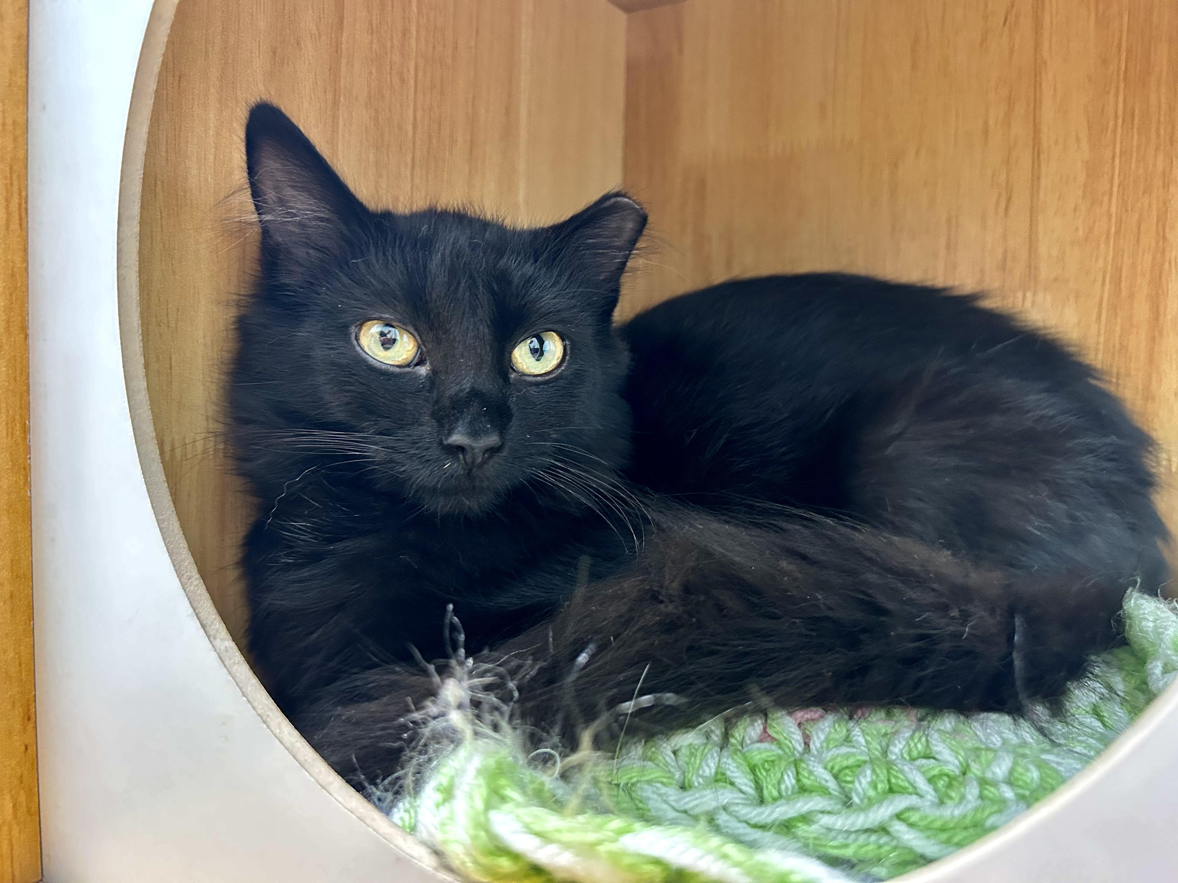 Enlarge Dolly, a Adoptable Domestic Short Hair in Grand Rapids, MI image 6/6
