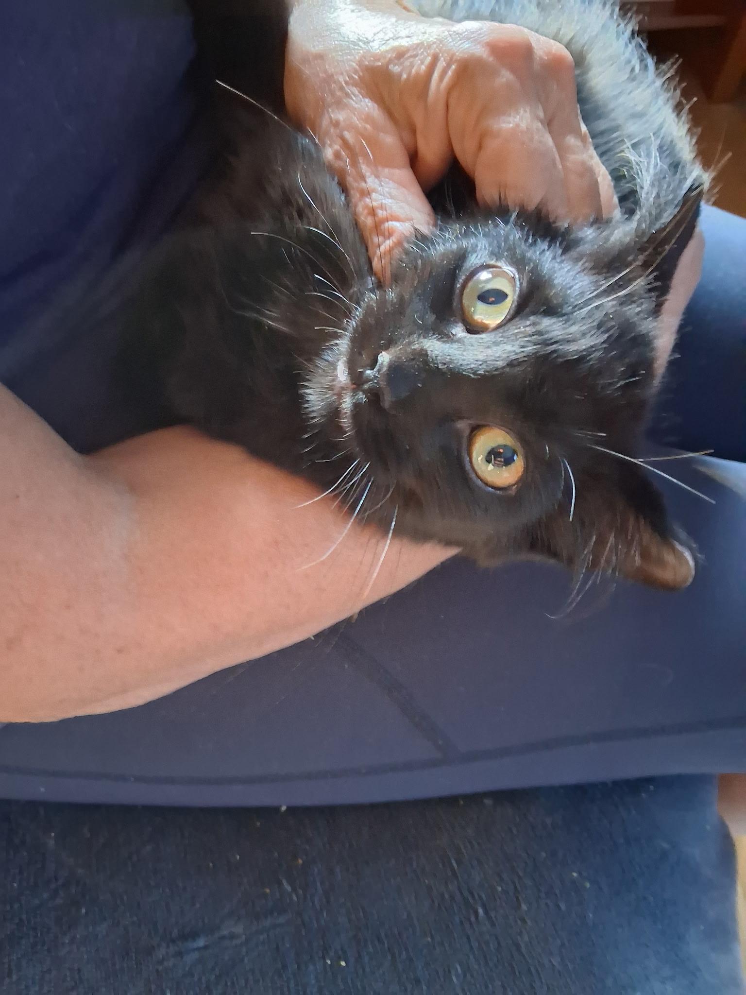 Enlarge Dolly, a Adoptable Domestic Short Hair in Grand Rapids, MI image 4/6