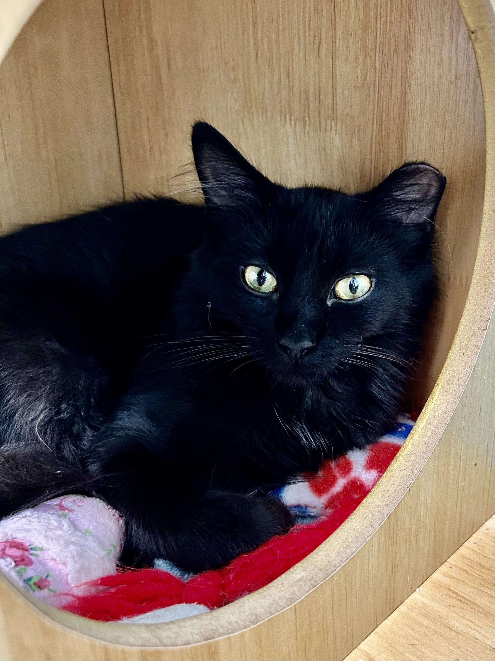 Enlarge Dolly, a Adoptable Domestic Short Hair in Grand Rapids, MI image 2/6