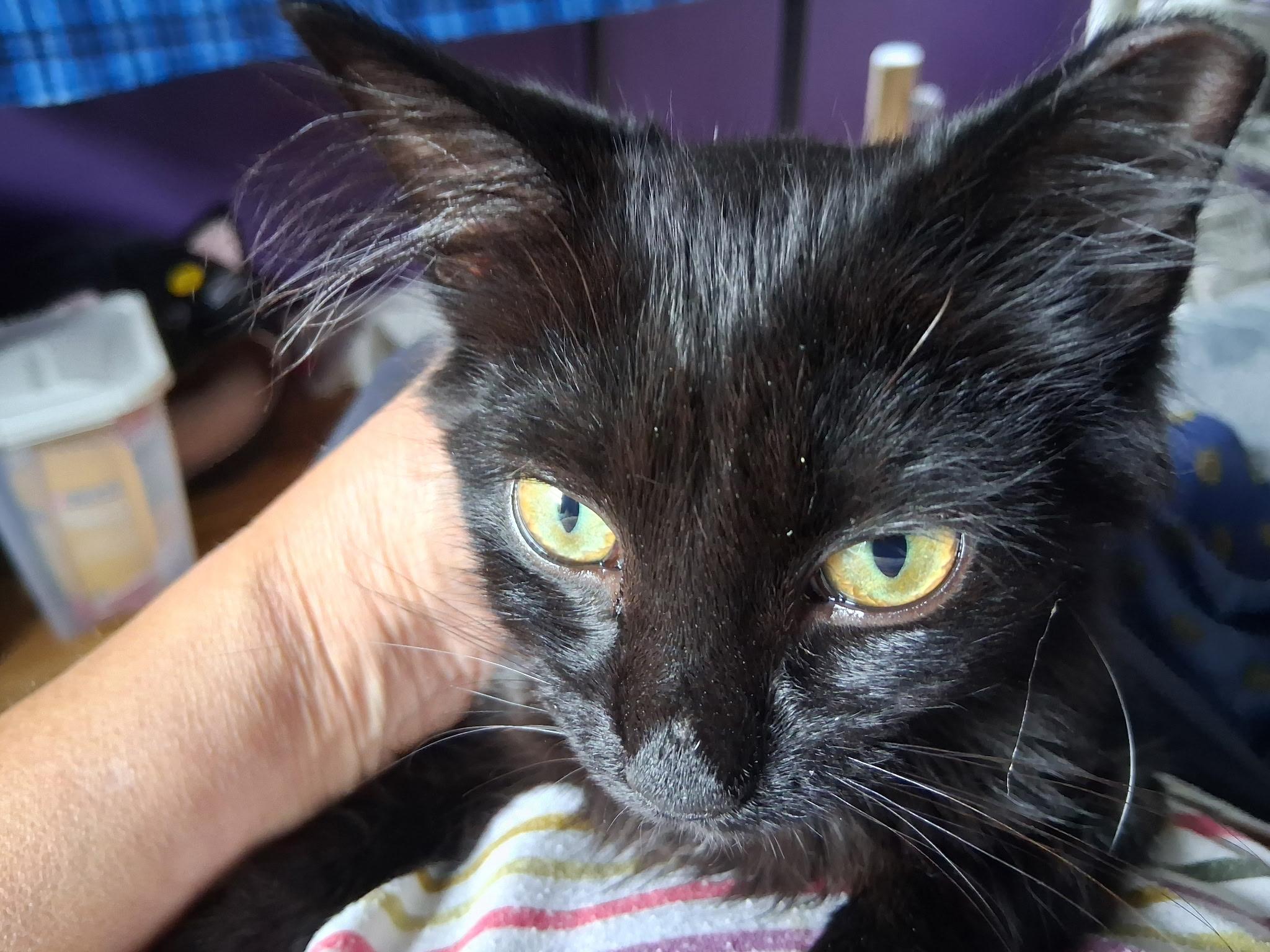 Enlarge Dolly, a Adoptable Domestic Short Hair in Grand Rapids, MI image 5/6