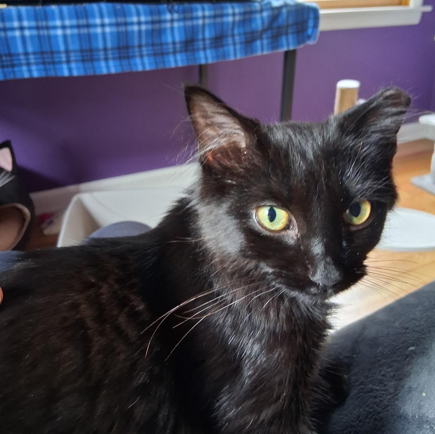 Enlarge Dolly, a Adoptable Domestic Short Hair in Grand Rapids, MI image 3/6