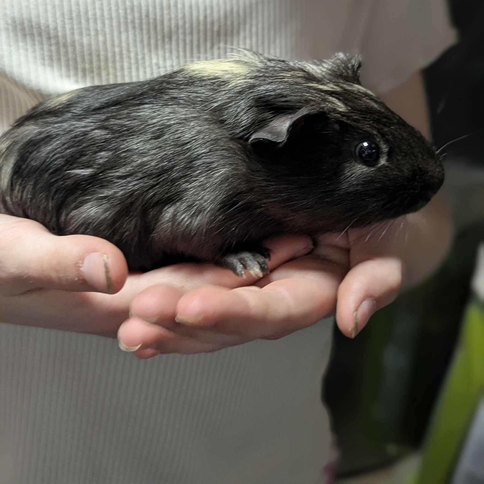 2 of 3 babies, adopted, Baby Female Guinea Pig.