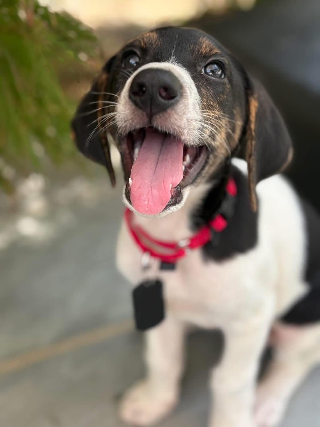 Pepper