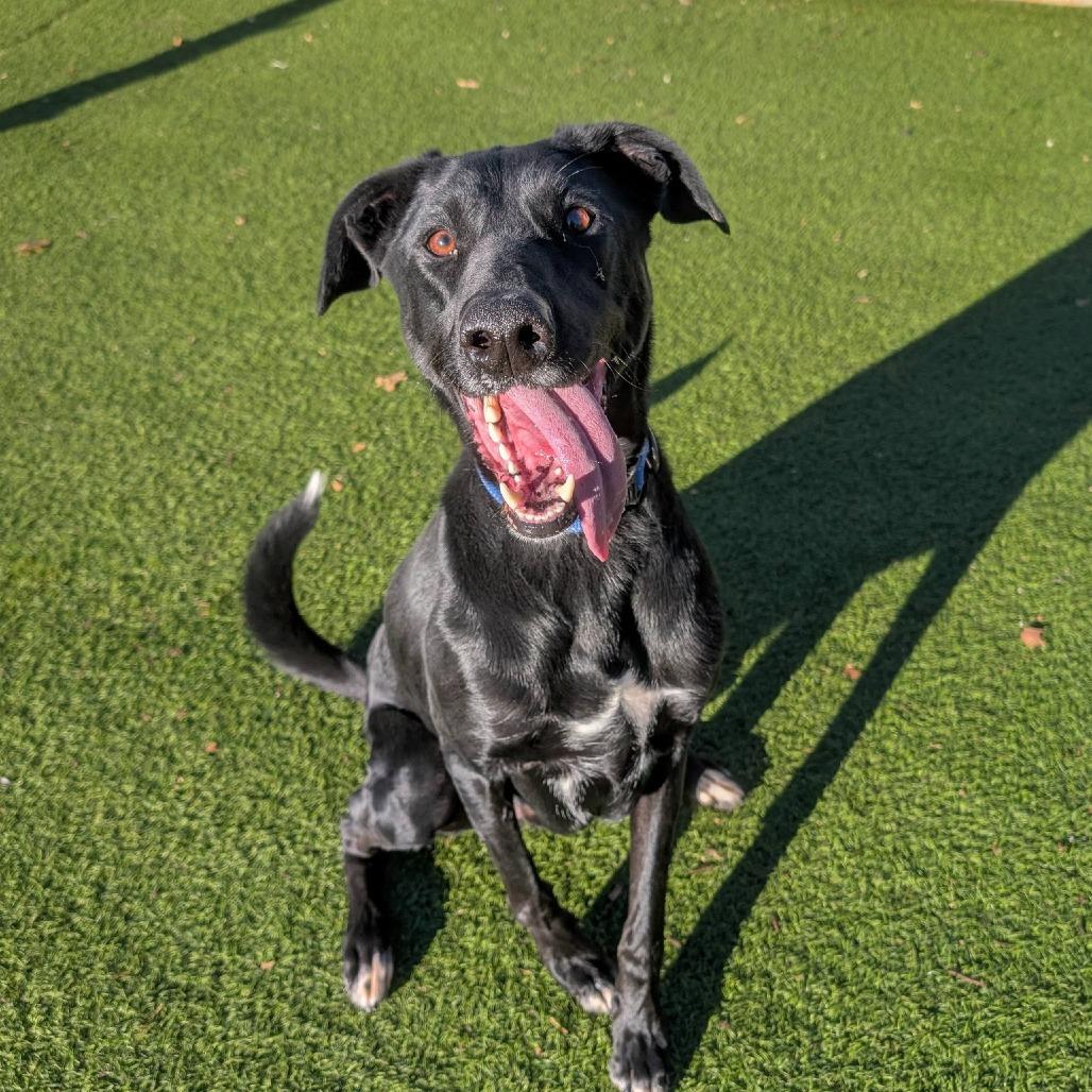 Boone, Adoptable, Adult Male Doberman Pinscher & Shepherd.