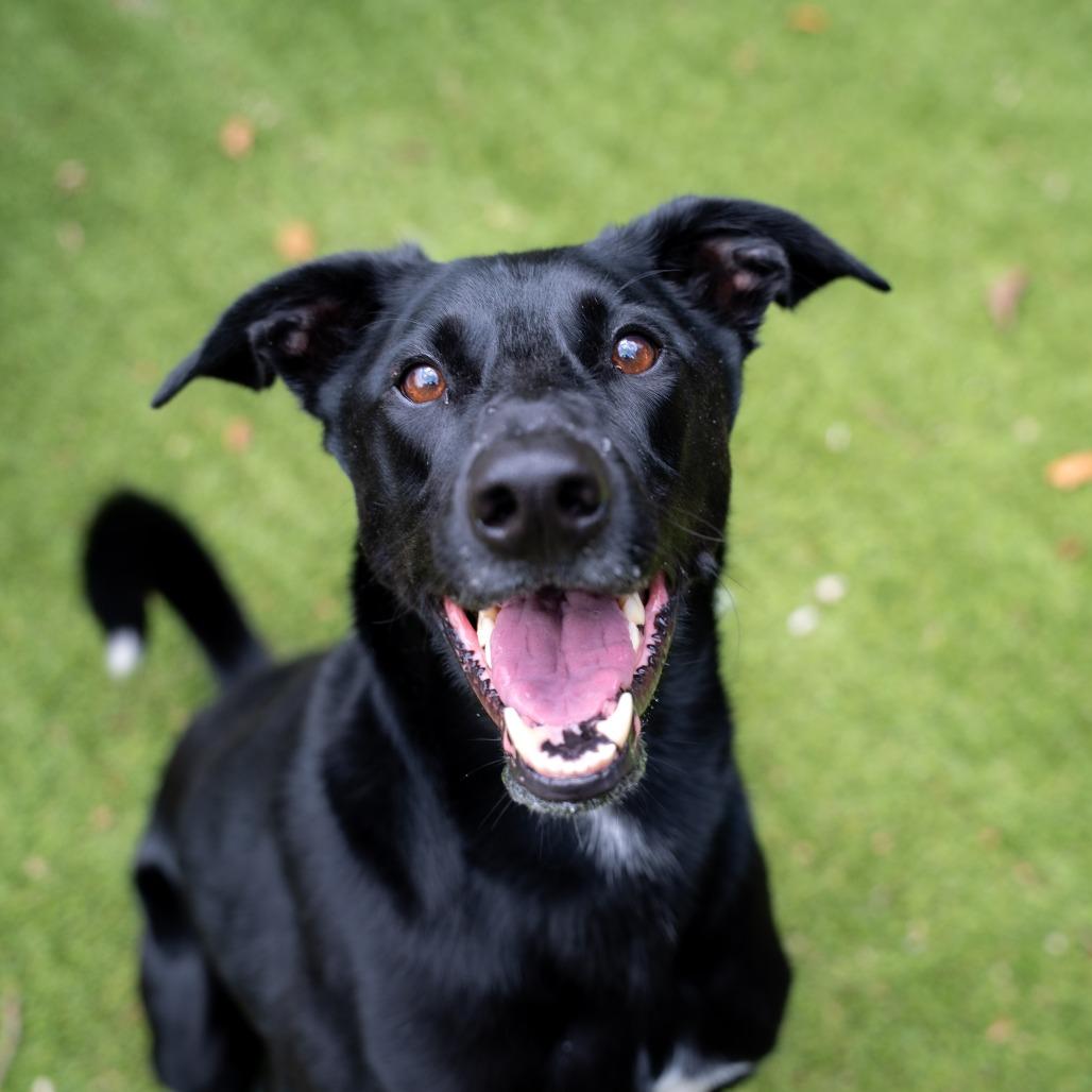 Enlarge Boone, a Adoptable mixed breed in Gainesville, GA image 4/6